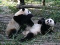 Pandas (021)